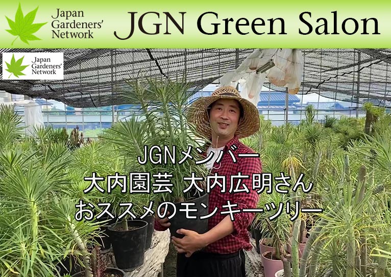 YouTube動画【JGN グリーンサロン】 大内園芸 大内広明さん おススメのモンキーツリー