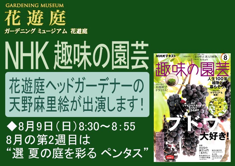 2020年8月9日(再放送8月11・13日)　NHK趣味の園芸“選 夏の庭を彩る ペンタス”　花遊庭ヘッドガーデナーの天野麻里絵が出演します！