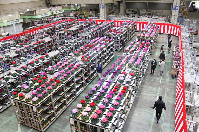 一般社団法人 日本花き生産協会主催　2020年度 第54回全国花き品評会 シクラメン部門　群馬県 石川花園 石川英司さんの‘ピアス’がジャパン・ガーデナーズ・ネットワーク賞を受賞されました。
