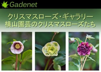 横山園芸 横山 直樹 Gadenetガデネット ガーデニング 園芸を楽しむjgnのコミュニティサイト