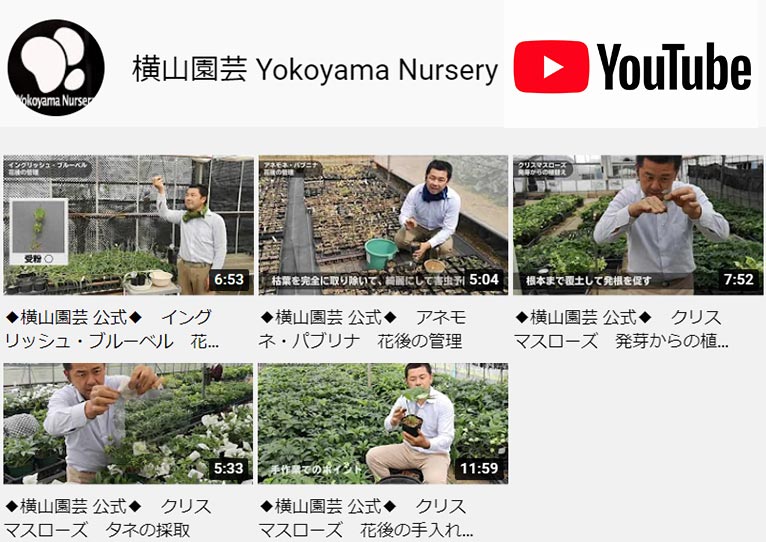 YouTube動画『 横山園芸 Yokoyama Nursery』を始めました！