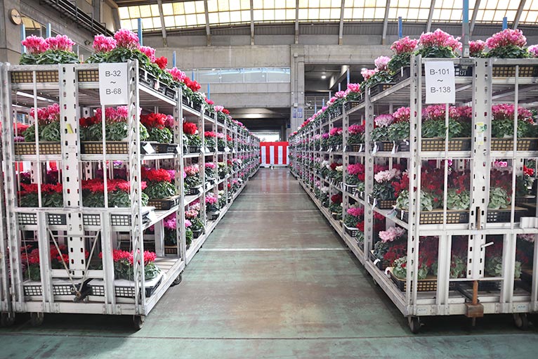 一般社団法人 日本花き生産協会主催　2021年度 第55回全国花き品評会 シクラメン部門　山梨県 保坂フラワー 保坂親司さんのシクラメン（ワインレッド）がジャパン・ガーデナーズ・ネットワーク賞を受賞されました。