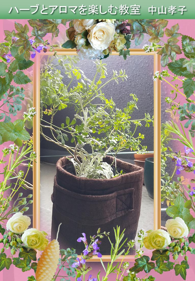 2022年4月10・27日　『ハーブ苗をフェルト鉢に寄せ植え』　ハーブとアロマを楽しむ教室 中山孝子