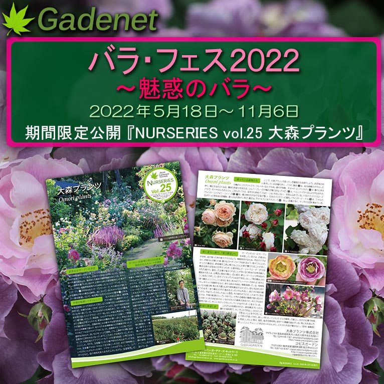 2022年5月18日～11月6日Gadenet バラ・フェス2022期間限定公開『NURSERIES vol.25 大森プランツ』