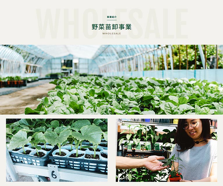 有限会社 文化農場　紹介ページ　野菜苗卸事業