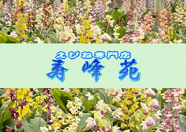 2024年2月7～14日『世界らん展2024-花と緑の祭典-』東京ドームシティ　プリズムホール　JGNメンバー 寿峰苑さんがブース出展します