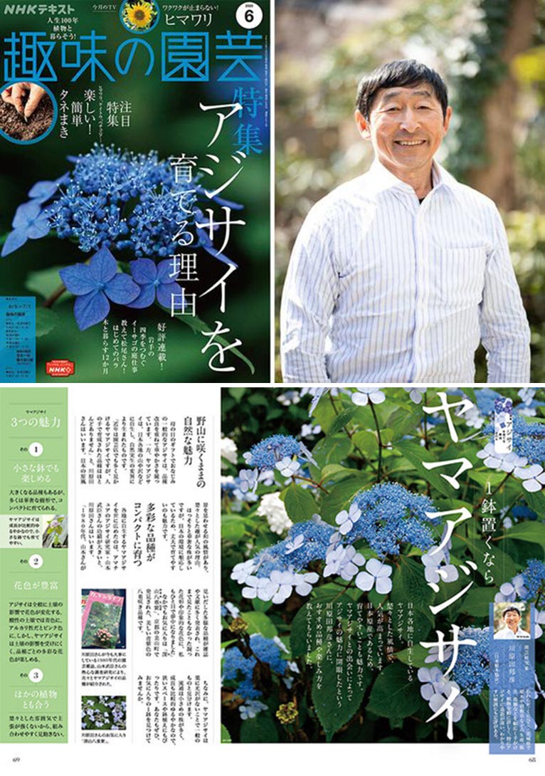 NHK趣味の園芸2022.6月号『1鉢置くならヤマアジサイ』JGN創立メンバー 川原田邦彦氏