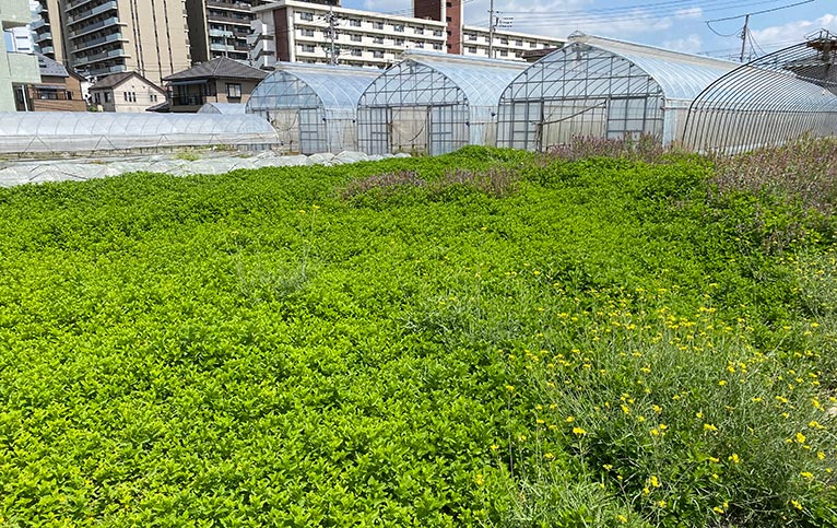 NURSERIES vol.31 ニイクラファーム　スペアミント Mentha spicata などが生き生きと育っている圃場