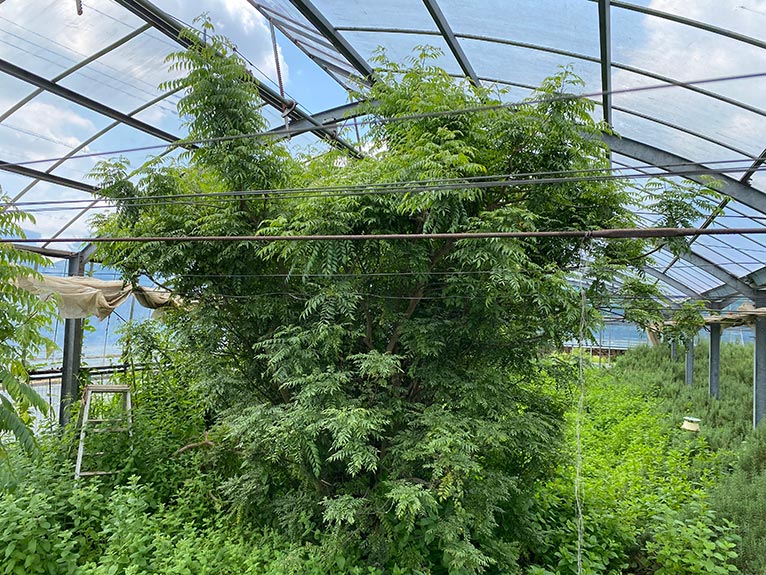 NURSERIES vol.31 ニイクラファーム　ビニール内張り用の線を超え、ハウスの天井に届きそうなほど大きく育ったカレーリーフ Murraya koenigii