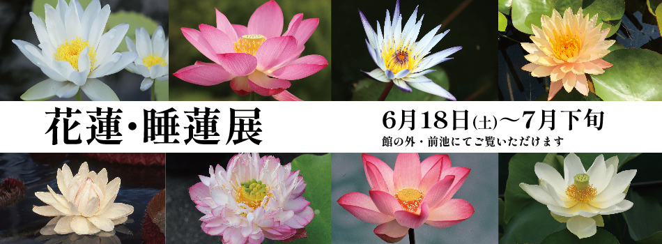 咲くやこの花館のイベント2022年6月18日～7月下旬『花蓮・睡蓮展』