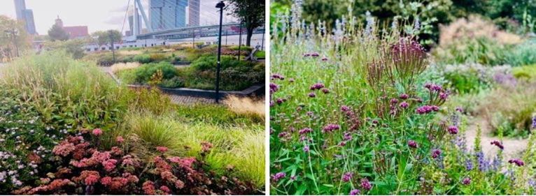 第1回 東京パークガーデンアワード＠代々木公園モデルガーデン ～東京の新たな花壇スタイルの提案～1.おとなの庭