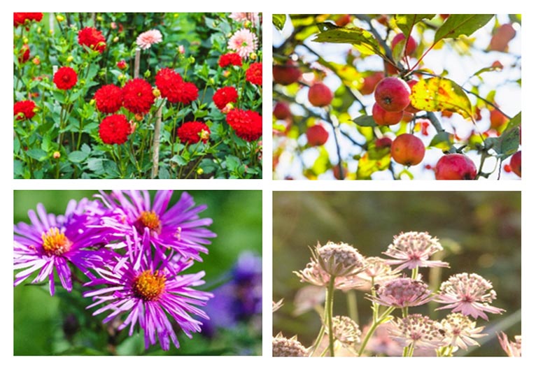 2022年9月17～25日ガーデンイベント『十勝ヒルズのAKI FES』園内で見られる花