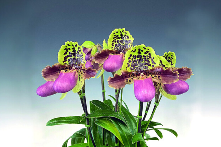 2023年1月6～9日　第62回全日本蘭協会洋らん展　サンシャインシティ世界のらん展2023　～The Orchid is All(蘭こそすべて)～　パフィオペディルム・ヘンリアナム（原種の１種）