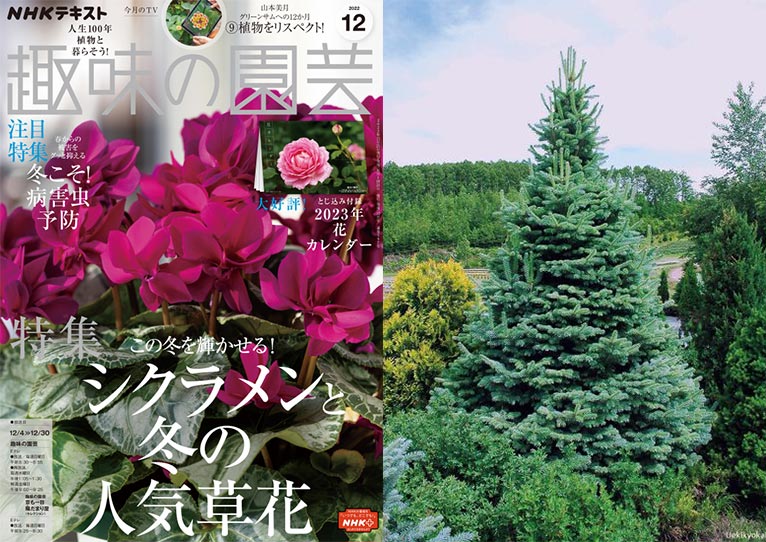 趣味の園芸2022年12月号　第9回「木と暮らす12か月」『庭で、鉢で。クリスマスを満喫する天然ブルーの木』解説：JGN創立メンバー 眞鍋憲太郎氏