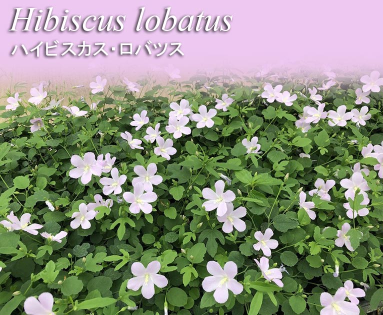 2023年3月27日～今JGNにご入会の方へ 春・秋にまける！花の種子5種類プレゼント《エフメールナガモリ様ご提供》ハイビスカス・ロバツス　Hibiscus lobatus
