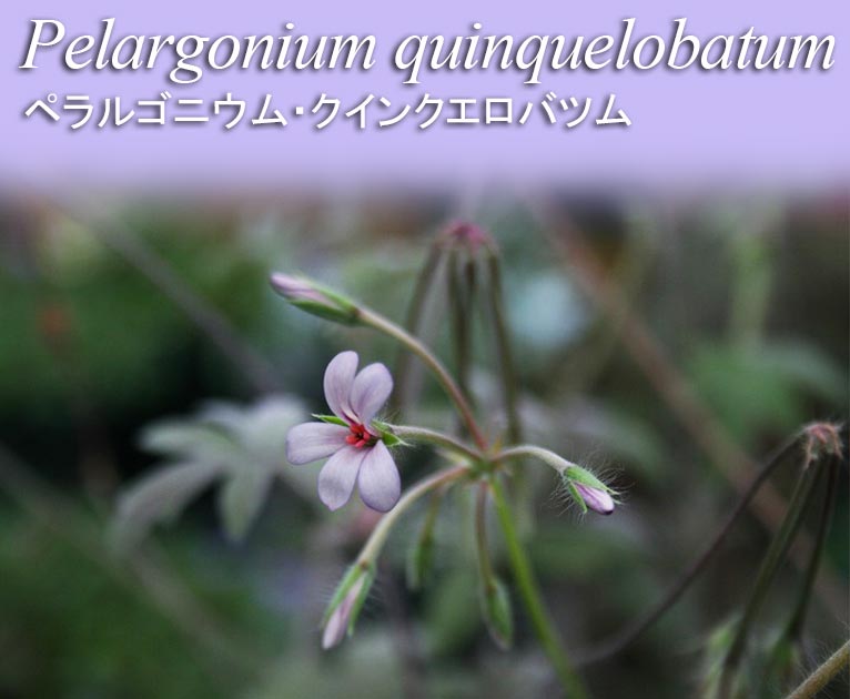 2023年3月27日～今JGNにご入会の方へ 春・秋にまける！花の種子5種類プレゼント《エフメールナガモリ様ご提供》エキウム・ブルガレ ‘ブルーベダー’　Echium vulgare ‘Blue Bedder’