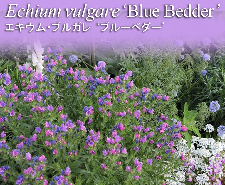 2023年3月27日～今JGNにご入会の方へ 春・秋にまける！花の種子5種類プレゼント《エフメールナガモリ様ご提供》ペラルゴニウム・クインクエロバツム　Pelargonium quinquelobatum