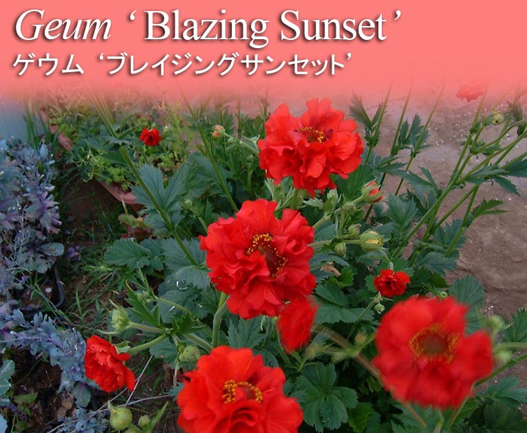 2023年3月27日～今JGNにご入会の方へ 春・秋にまける！花の種子5種類プレゼント《エフメールナガモリ様ご提供》ゲウム ‘ブレイジングサンセット’　Geum ‘Blazing Sunset’