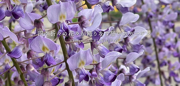 2023年4月29日(締切4月24日)塚本こなみの園芸教室『美しいフジの咲かせ方』