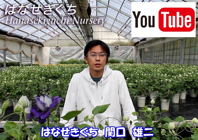 YouTube動画『せきぐちゆうじの愉快な花チャンネル』を始めました！　有限会社 はなせきぐち