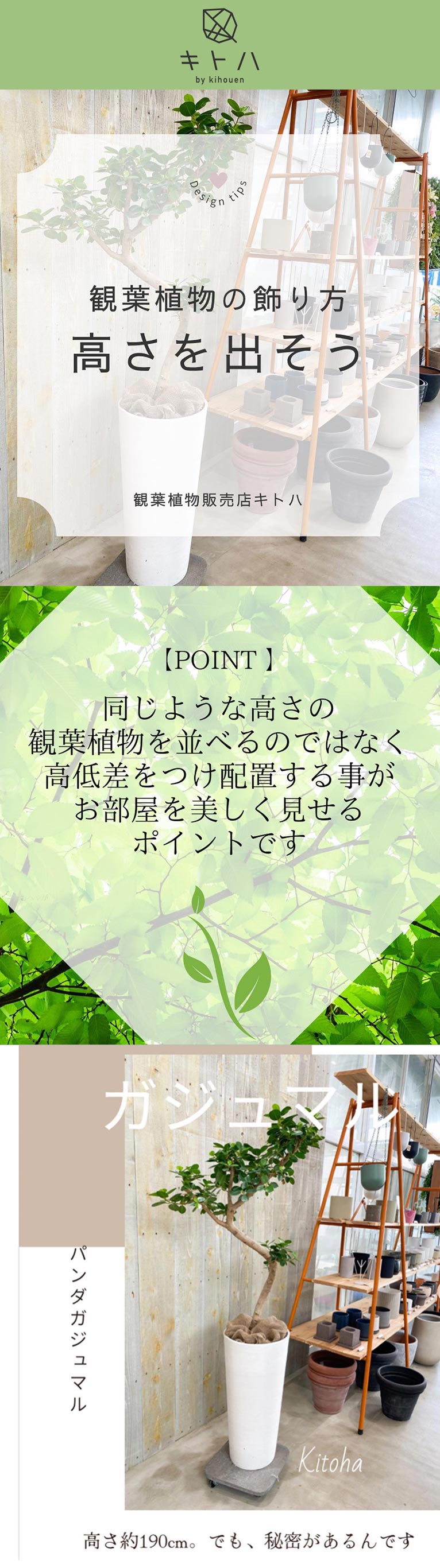 『観葉植物の飾り方のポイント』～高さを出そう～キトハ by kihouen　株式会社 喜芳園