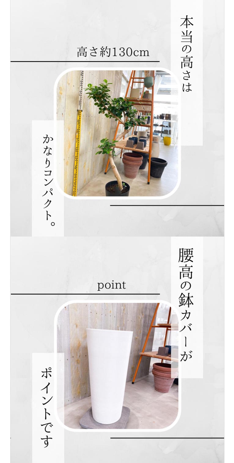 『観葉植物の飾り方のポイント』～高さを出そう～キトハ by kihouen　株式会社 喜芳園