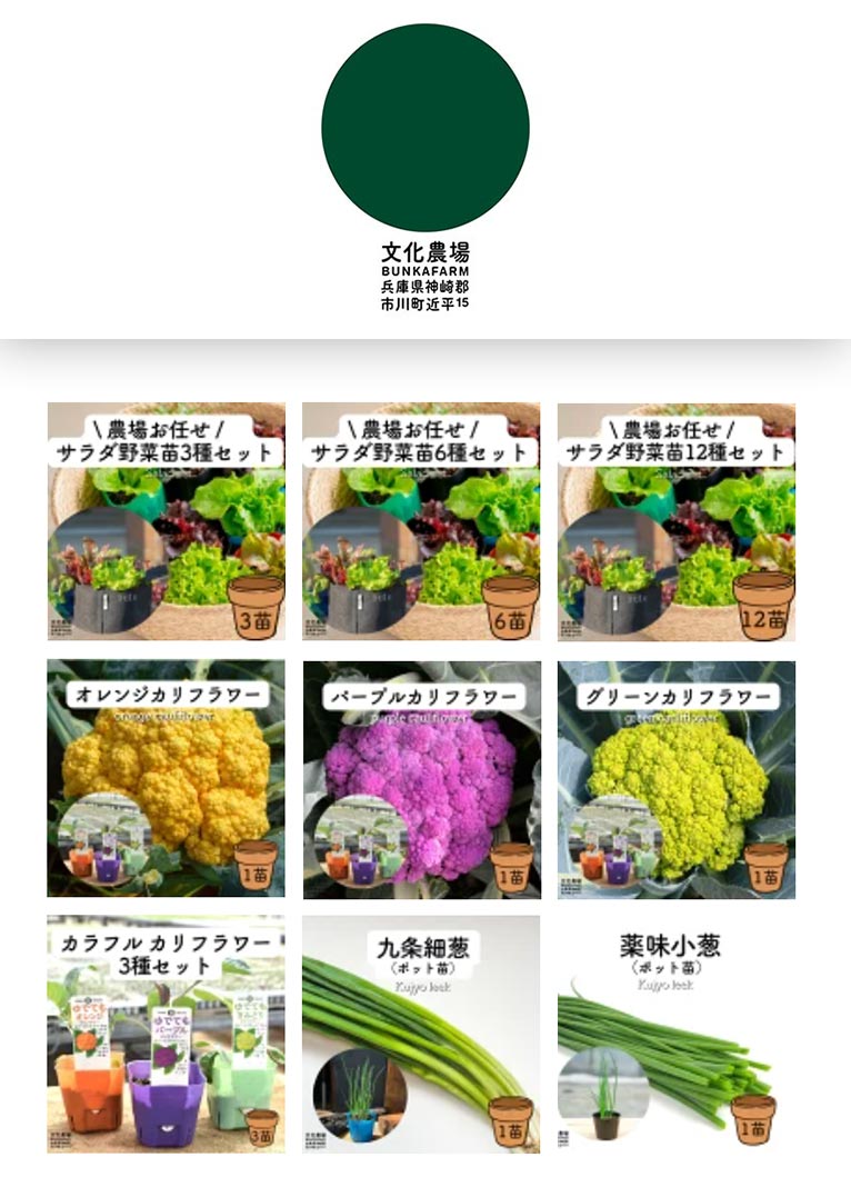 【秋野菜苗の植えどき】秋野菜苗を販売中！文化農場