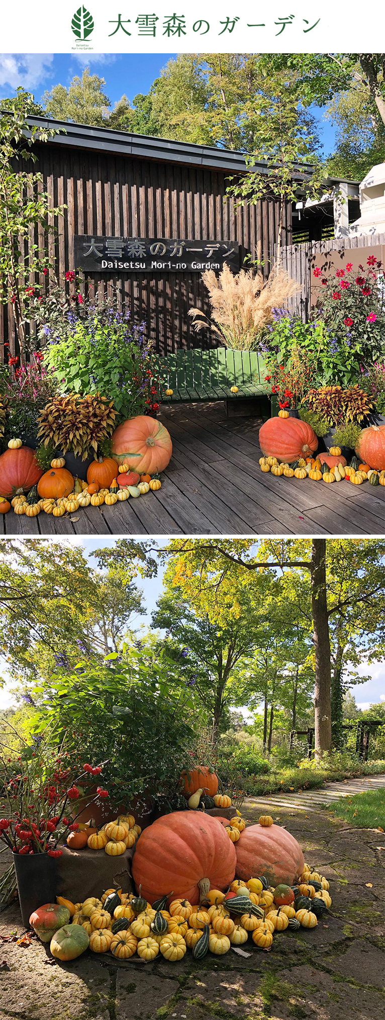 ～2023年10月9日大雪 森のガーデンはハロウィン！カボチャがガーデンをより秋らしく飾ってくれています
