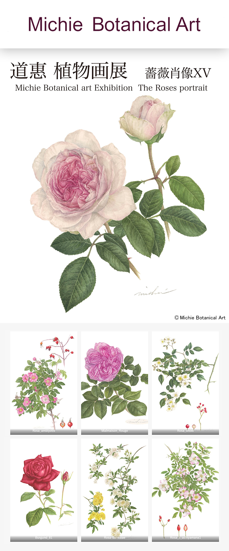 2023年10月22～27日道惠 植物画展 薔薇肖像XV　Michie Botanical art Exhibition　The Roses portrait
