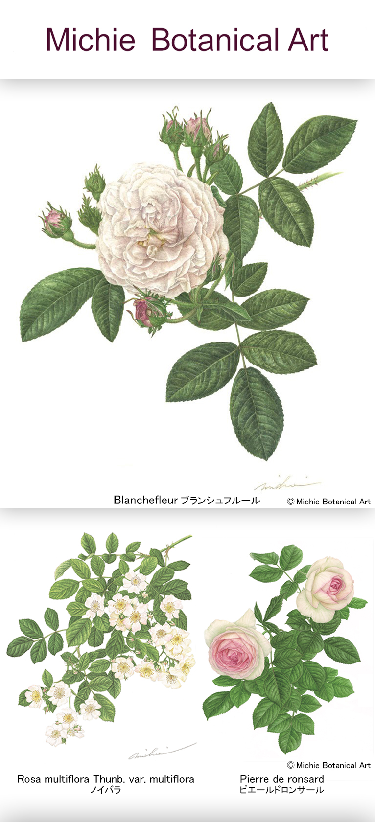 Botanical Artist 山田道惠　紹介ページ