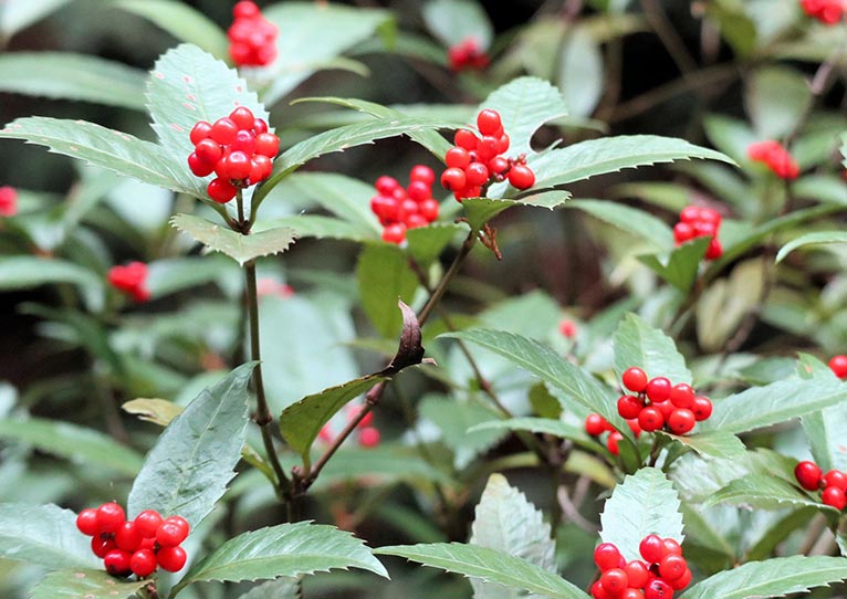JGN事務局　年末年始のお知らせ