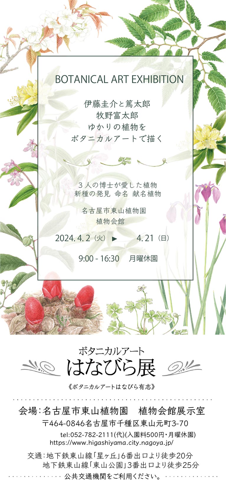 2024年4月2～21日『はなびら展～伊藤圭介と篤太郎　牧野富太郎 ゆかりの植物をボタニカルアートで描く』名古屋市東山植物園