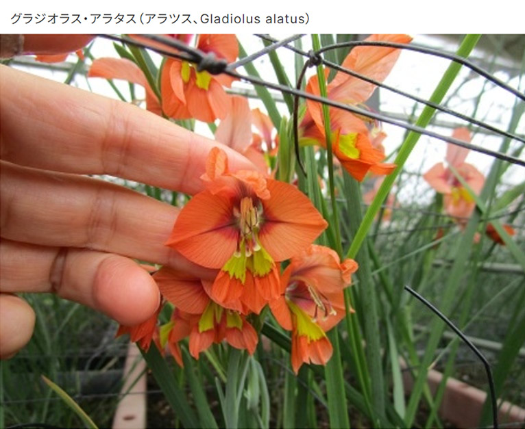 春咲きのグラジオラス・アラタス（アラツス、Gladiolus alatus）三宅花卉園