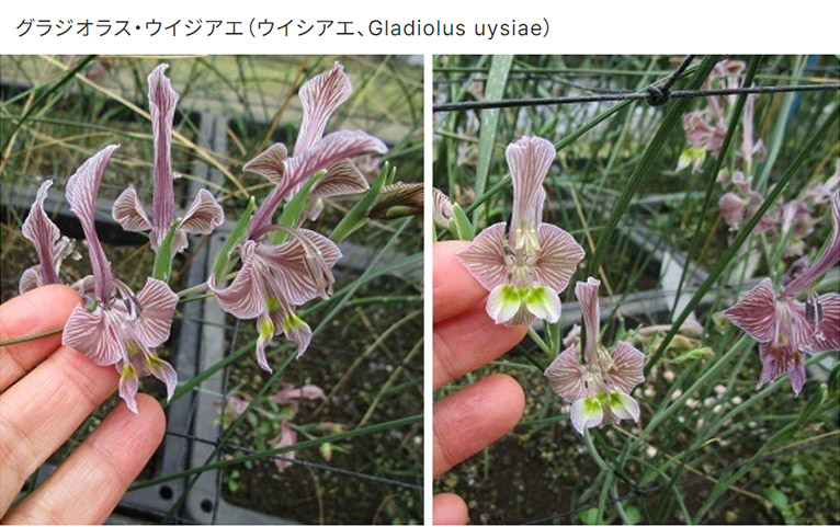 春咲きのグラジオラス・ウイジアエ（ウイシアエ、Gladiolus uysiae）三宅花卉園