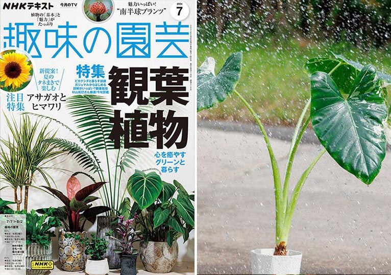 NHK趣味の園芸2024.7月号『グリーン愛を取り戻す!!　実践！観葉レスキュー』【趣味の園芸7月号こぼれ話】JGN創立メンバー エクゾティックプランツ 尾崎 忠氏