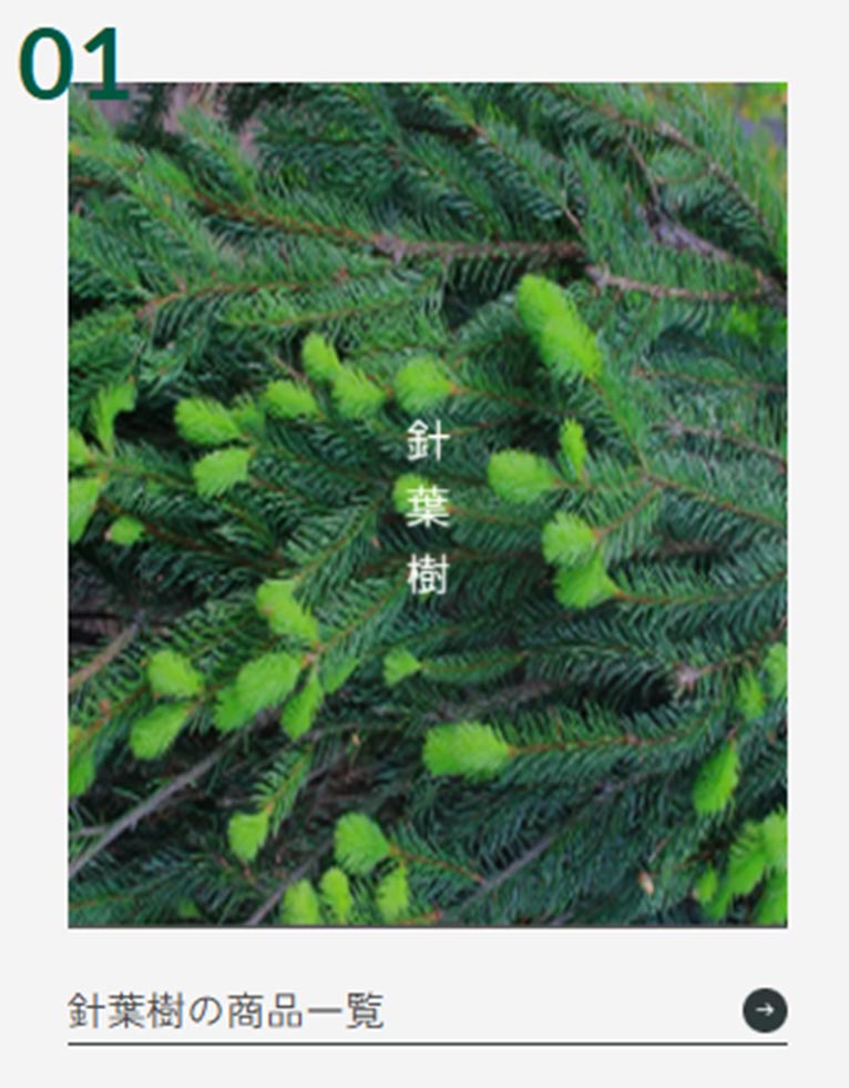 真鍋庭園で取り扱っている樹木等（商品）のご案内　針葉樹の商品一覧