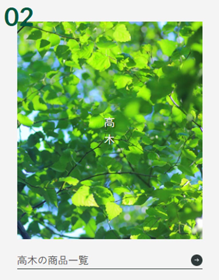 真鍋庭園で取り扱っている樹木等（商品）のご案内　高木の商品一覧
