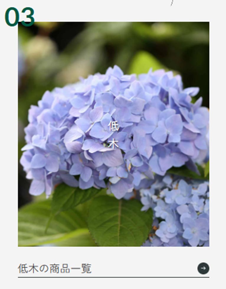 真鍋庭園で取り扱っている樹木等（商品）のご案内　低木の商品一覧