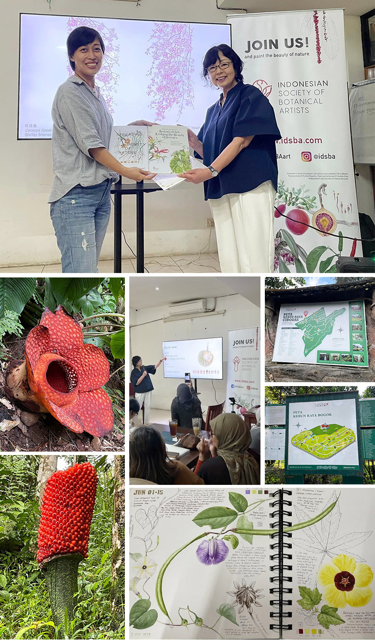 『インドネシア旅行記』IDSBAとのセッション・ボゴール植物園・チボダス植物園・ショクダイオオコンニャクの巨大な赤い果実・ラフレシア　JGN創立メンバー 石川 美枝子氏