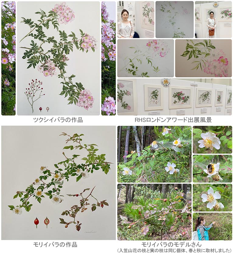 2024年9月26〜29日『第6回大阪ボタニカルアート展』堺市立文化館ギャラリー　Botanical Artist 山田道惠が展覧会に参加致します