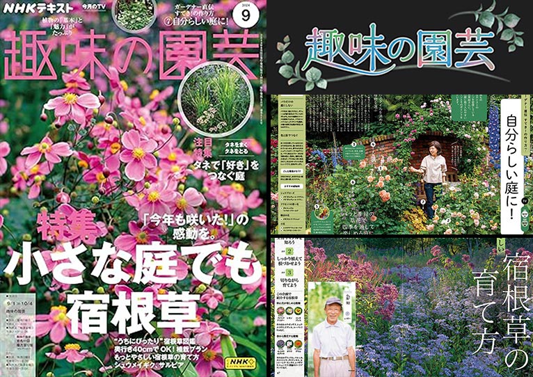 NHK趣味の園芸2024.9月号　9月22日・27日TV　『ガーデナー直伝 すてき！の作り方 ⑦自分らしい庭に！』JGN創立メンバー  天野 麻里絵氏『講師陣インタビュー 宿根草のここが好き！』『3つのコツで もっとやさしい宿根草の育て方』JGN創立メンバー 小黒 晃氏