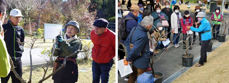 はままつフラワーパークのイベント　2024年12月1日『塚本こなみの園芸教室「フジの盆栽の育て方」』