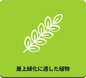 田島緑化プラス株式会社 紹介ページ 屋上緑化の専門会社です　屋上緑化に適した植物