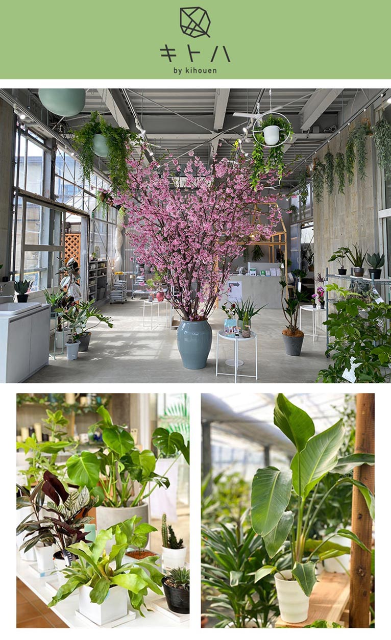 観葉植物ショップ　キトハ　by 株式会社 喜芳園