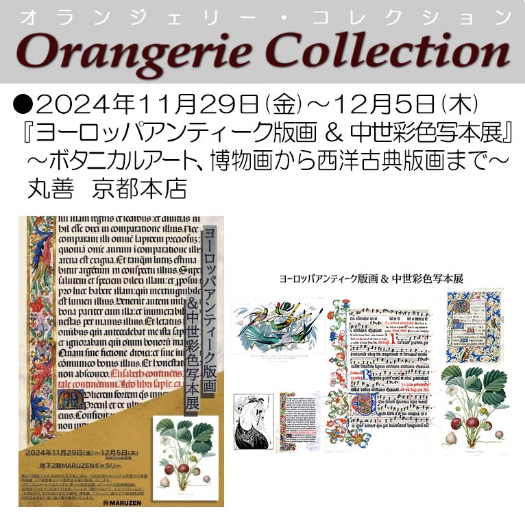 2024年11月29日～12月5日丸善  京都本店『ヨーロッパアンティーク版画 ＆ 中世彩色写本展』～ボタニカルアート、博物画から西洋古典版画まで～植物画を展示販売します！ オランジェリー・コレクション