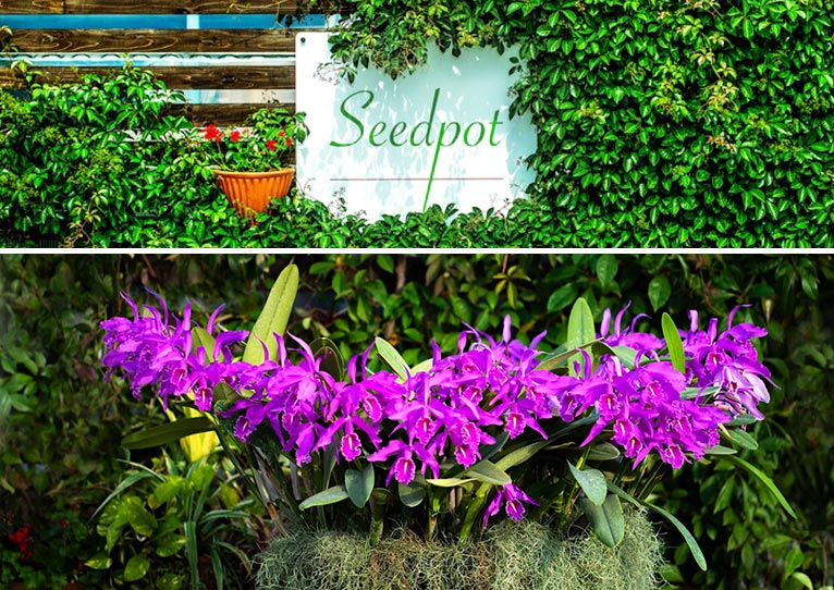Seedpot 株式会社小島舎紹介ページ – Gadenetガデネット