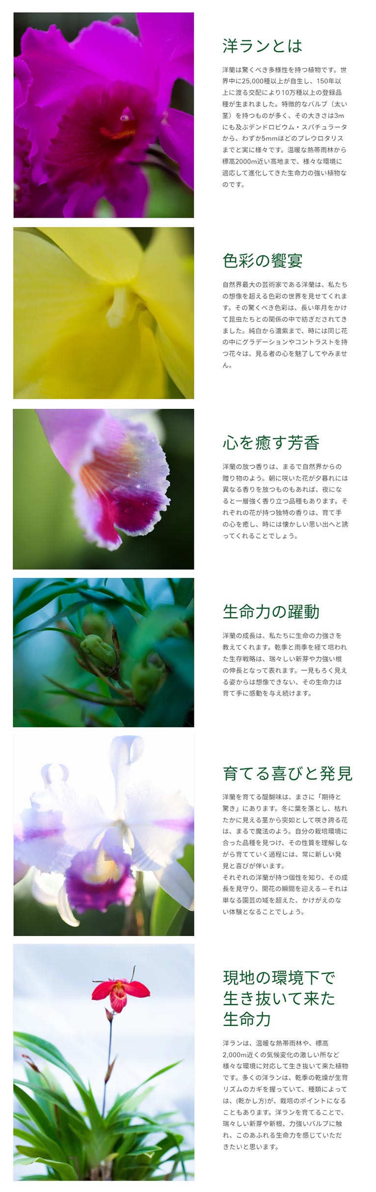 Seedpot 株式会社小島舎 紹介ページ　洋ランの魅力