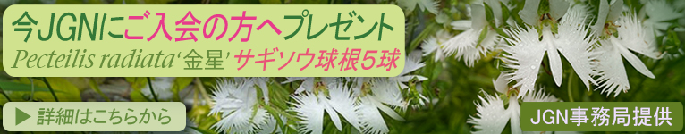 2025年1月22日～JGN入会プレゼントキャンペーン　サギソウ‘金星’5球　JGN事務局提供