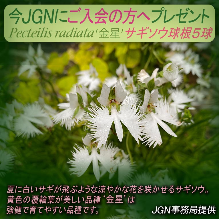 2025年1月22日～JGN入会プレゼントキャンペーン　サギソウ‘金星’5球　JGN事務局提供