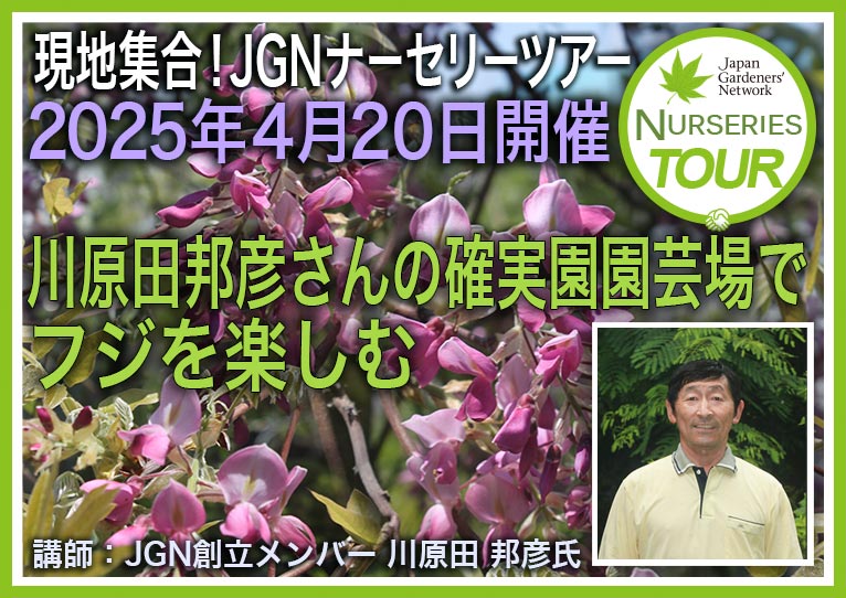 2025年4月20日現地集合！JGNナーセリーツアー『川原田邦彦さんの確実園園芸場でフジを楽しむ』国内随一の品種数を誇るフジと自然を感じる園内見学